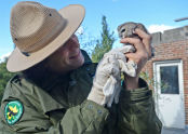 Saw-Whet Owl at the Arsenal 