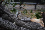 A Squirrel Surveys the Damage 