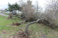 Downed Trees at Clason Point Park 