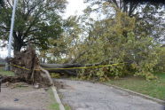 Downed Trees at Crotona Park 