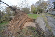 Downed Trees at Crotona Park 