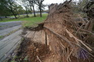 Uprooted Trees at Crotona Park 