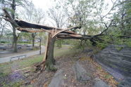 Downed Trees at Crotona Park 