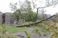 Downed Trees at Crotona Park 