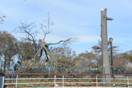 Downed Trees at Orchard Beach 