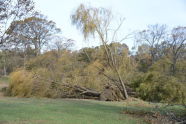 Downed Trees at Orchard Beach 