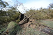 Downed Trees at Orchard Beach 