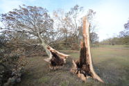 Downed Trees at Orchard Beach 