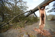 Downed Trees at Orchard Beach 