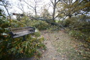 Downed Trees at Orchard Beach 