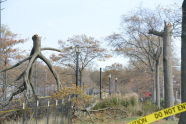 Downed Trees at Orchard Beach 