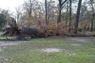 Downed Trees at Pelham Bay Park 