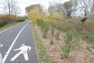 Downed Trees at Soundview Park 