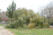 Downed Willow Tree at Soundview Park 