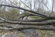 Downed Trees at Soundview Park 