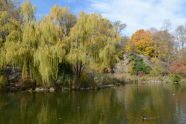 Fall in Morningside Park 