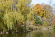 Fall in Morningside Park 