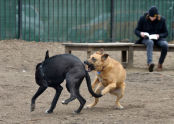 McCarren Dog Run 