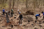 NY Knicks Trees Planting 