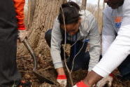 NY Knicks Trees Planting 