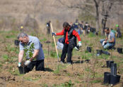 MillionTreesNYC Spring 2013 Planting Day 