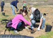 MillionTreesNYC Spring 2013 Planting Day 