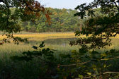 Twin Island's Salt Marsh 