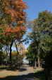 Fall Foliage in NYC Parks 