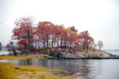 Fall Foliage in NYC Parks 