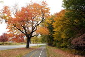 Fall Foliage in NYC Parks 