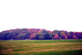 Fall Foliage in NYC Parks 