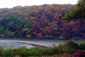 Fall Foliage in NYC Parks 