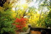 Fall Foliage in NYC Parks 