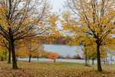 Fall Foliage in NYC Parks 