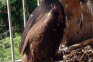 Inwood Hill Park Eagles 