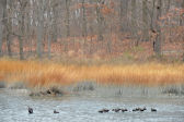 Birds at Hunter Island 