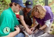 The team tags an eaglet 