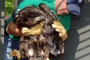 Carefully handling the large, young bird 