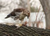 A red-tailed hawk eats a rodent 