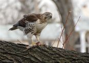 Red-tailed hawk 