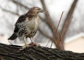 Red-tailed hawk 