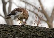 Red-tailed hawk and prey 