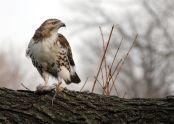 Red-tailed hawk 