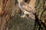 Red-tailed hawk 