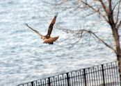 Red-tailed hawk 