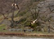 Geese in flight 