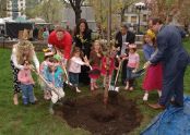 Children from St. Vartan Play Group help plant a cherry tree 