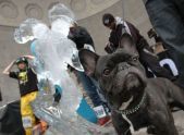 A dog poses with an ice sculpture 