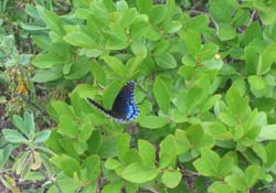 Gaylussacia baccata and Kalmia angustifolia with butterfly