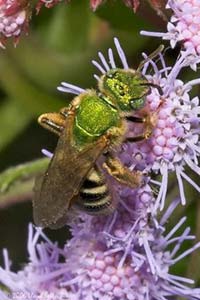 A bee on a flower